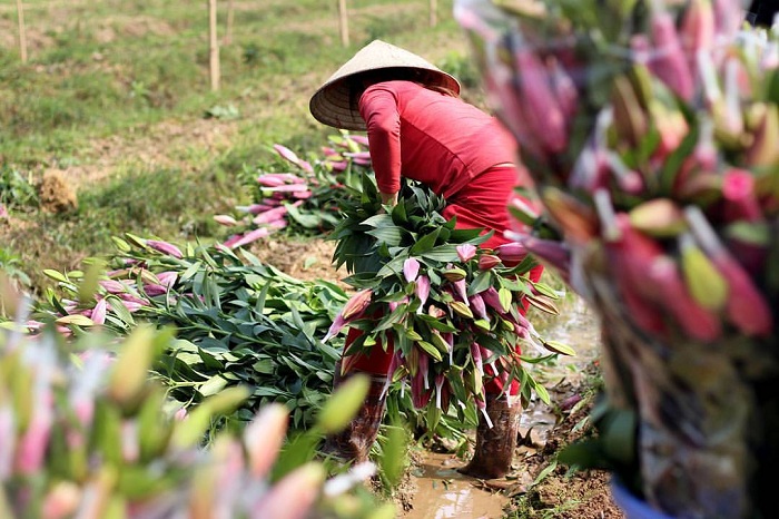 Tây Tựu là làng hoa Tết ở Việt Nam nổi tiếng