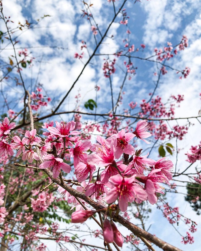 Doi Mae Salong là địa điểm ngắm hoa anh đào đẹp ở Thái Lan